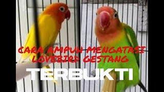 lovebird gestang atasi dengan cara ampuh ini