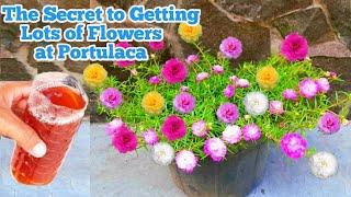 Natural Fertilizer For Moss Rose / portulaca / 9 O'clock