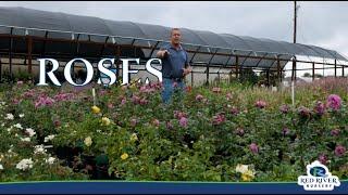 Knockout Roses at Red River Nursery in Paris, Texas