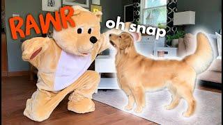 Pranking My Dog With Bear Costume