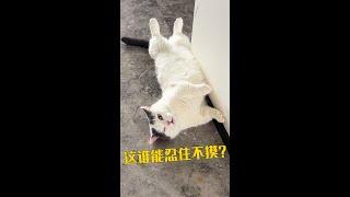 不是我喜欢撸猫，而是猫在勾引我！