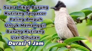 Suara Pikat Burung Kutilang Gacor Sangat Cocok Untuk Memanggil Kutilang Liar Dihutan Durasi 1 Jam