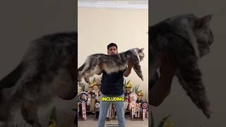 Meet the Gentle Giants of the Cat World: Maine Coons!