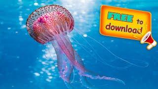 Underwater Ocean -  No Copyright video - Royalty free stock video - underwater nature video footage