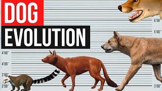 कैसे भेड़िया से तब्दील हुए कुत्ते? Dog evolution। By Amit facts। #shorts