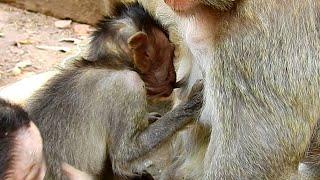 OMG! Poor skinny Jayden get milk from monkey Violet, Jayden try make activity steal milk from Violet