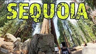 Should you go to Sequoia National Park in July? (General Sherman Tree)