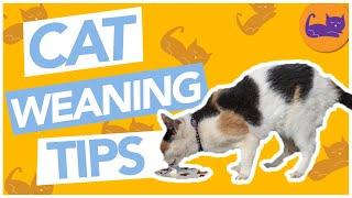 HOW and WHEN to Wean a Kitten - TOP TIPS