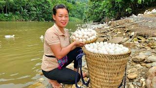 Harvesting Duck Eggs Bringing to the Market - Daily Work at the Farm - Pet care  | Trieu Mai Huong