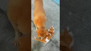 Funny dog sniffs the cat and turns away from the cat  #pets #cutedog #shortsvideo