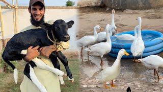 Mini Zoo Main Aya Cute Mehman  || Ducks Ko Swimming Karwa Di  ||