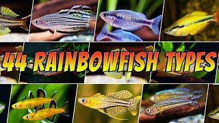 44 Best Types of Rainbowfish  - Rare & Common Pseudomugil & Melanotaenia + More