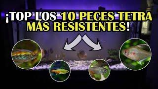 TOP 10 MOST RESISTANT TETRA FISH for your AQUARIUM! | AcuariosLP