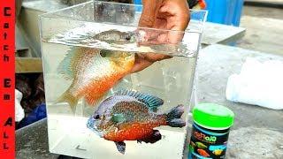 SUNFISH AQUARIUM! **New GLOWFISH Species**