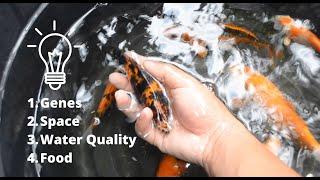 HOW TO GROW YOUR KOI FASTER?