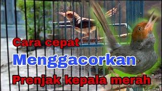 Cara menggacorkan burung prenjak kepala merah ,, terbukti mantap.