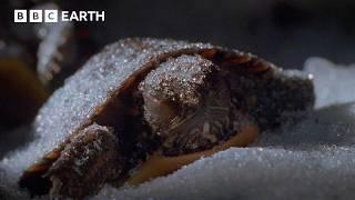 These Turtles Defrost After Freezing in the Winter | BBC Earth