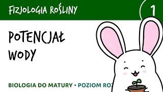 Potencjał wody i te sprawy - Fizjologia roślin 1 - matura liceum biologia rozszerzona