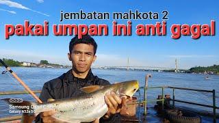 mancing ikan patin umpan pisang goreng dan usus ayam di sungai mahakam