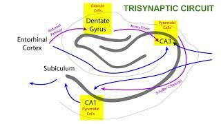 TRISYNAPTIC CIRCUIT OF THE HIPPOCAMPUS