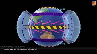 Tri-cellular circulation