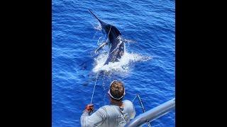 Australia's First Grander Blue Marlin 1089lb. Exmouth, Western Australia