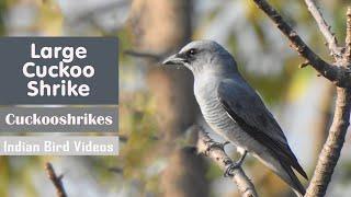 Large cuckoo shrike - Interesting Facts and Details