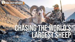 Marco Polo Sheep Hunt- Chasing the world's largest sheep