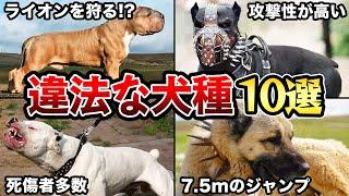 【飼ってはいけない】飼育が禁止されている違法な犬種10選