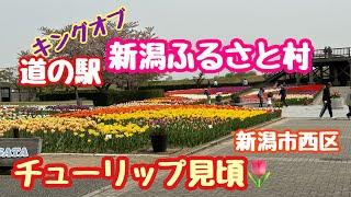 2024年4月18日 道の駅新潟ふるさと村のチューリップが見頃です！花畑 新潟市西区