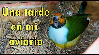 UNA TARDE EN MI AVIARIO  Entorno de la voladera y su vegetación