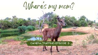 Which animals come to drink at this waterhole? | Camera-trapping Episode 5