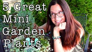 5 Best Mini Garden Plants for Indoor or Outdoor Scapes