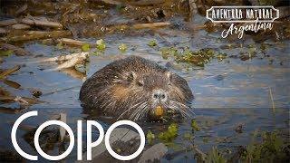 El Coipo, no es Nutria ni Castor