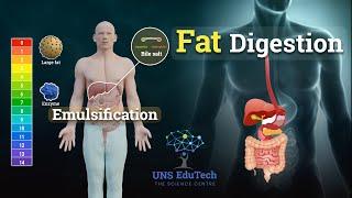 Fat Digestion and Emulsification - How Are Fats Lipids Digested