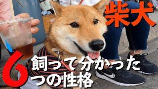 柴犬を飼って分かった6つの性格