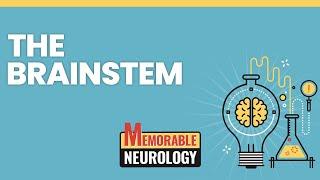 Brainstem (Midbrain, Pons, and Medulla) Mnemonics (Memorable Neurology Lecture 7)