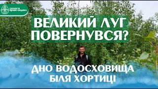 Forest on the Bottom of Kakhovka Reservoir | Mykhailo Mulenko on Great Meadow's Revival