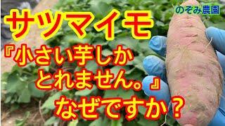 【サツマイモ】２つの理由が考えられます。芋が大きくならないのは何故？