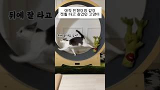 애착인형이랑 같이 캣휠 타고 싶었던 고양이
