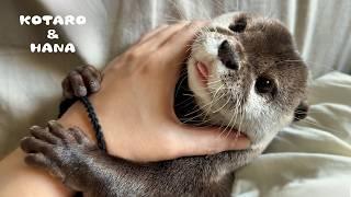 Wie Otter ihr gemütliches Nest genießen