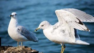  Full Audio-Book  Jonathan Livingston Seagull By Richard Bach Timeless Spiritual Classic
