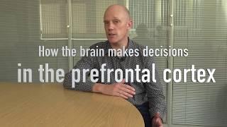 How the brain makes decisions - in the pre-frontal cortex