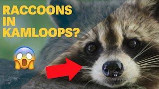 Raccoons in Kamloops — what’s next? - Thompson Rivers University