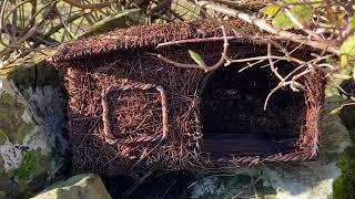 Attract robins to nest in your garden