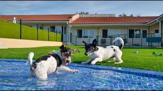 Giving Shelter Puppies Best Day Ever… Love Furry Friends Shelter