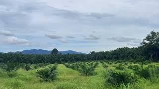 12 Rai of Palm Plantation Land with Mountain Views for Sale in Thai Mueang, Phangnga