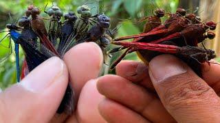 the dragonfly hunter: an exciting adventure behind the wings