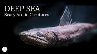 Top 10 Scariest Arctic Deep Sea Creatures