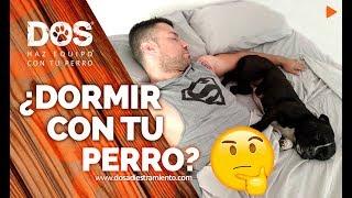 ¿Es malo DORMIR con el PERRO en la CAMA? | Adiestramiento canino